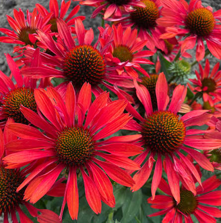 Echinacea Sunseeker Coral 2ltr