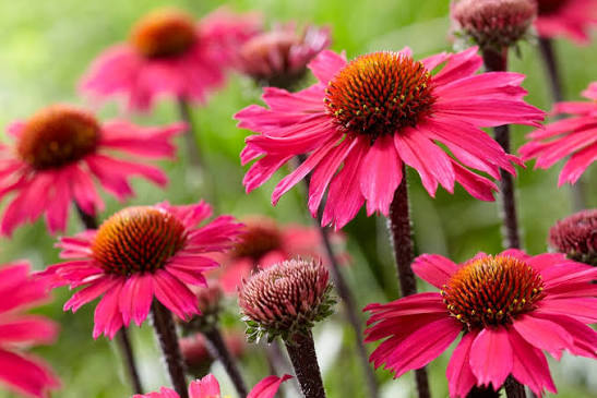 Echinacea Sunseeker Cerise 2ltr