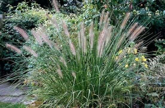 Pennisetum alopecuroides Hameln 5Ltr pot