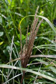 Miscanthus sinensis 'Red Chief' 5ltr