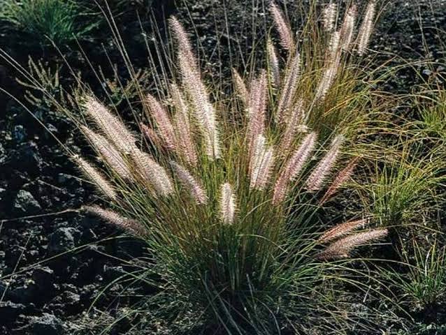 Pennisetum ruepellii 2ltr