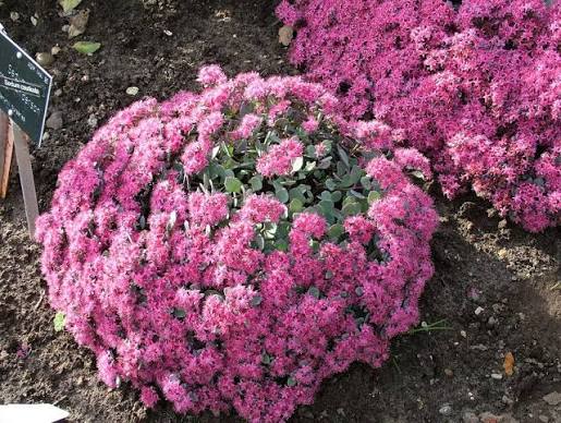 Sedum cauticola 'Lidakense' 3ltr