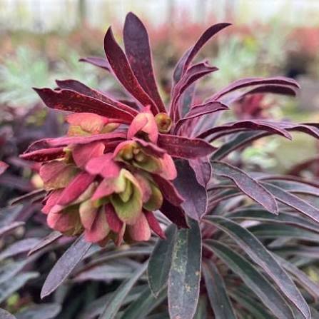 Euphorbia 'Miner's Merlot' 3ltr