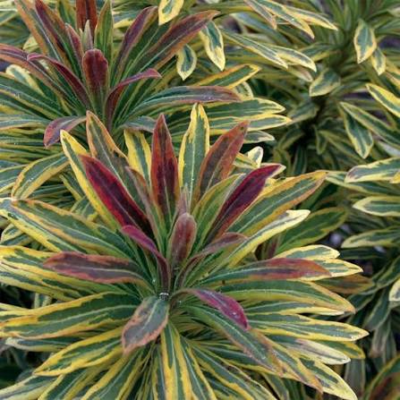 Euphorbia martinii 'Ascot Rainbow' 2L