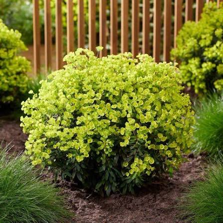 Euphorbia x martinii 'Ascot Petite' 2L