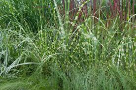 Miscanthus 'Little Zebra' 23cm
