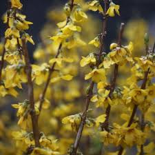 Forsythia x intermedia 'Goldrausch' 2Ltr