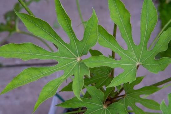 Fatsia polycarpa 'Green Fingers' P21
