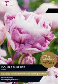Taylors Bulbs Tulip 'Double Surprise' 5