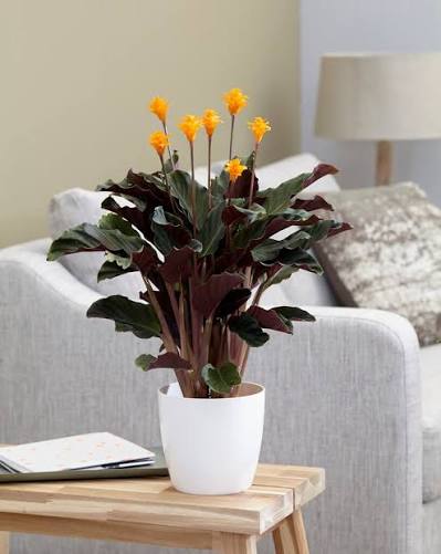 Calathea crocata 'Tassmania' 14cm pot