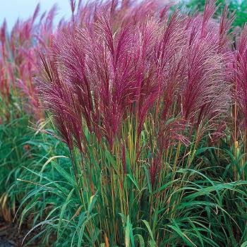 Miscanthus sinensis 'Red Chief' 4Ltr