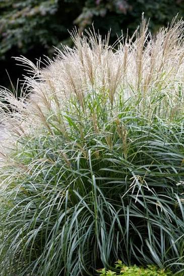 Miscanthus sinensis 'Yaku Jima' 4 ltr pot