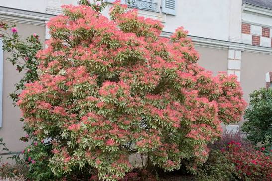 Pieris japonica 'Flaming Silver' 3ltr