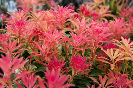 Pieris Japonica 'Forest Flame' 3L