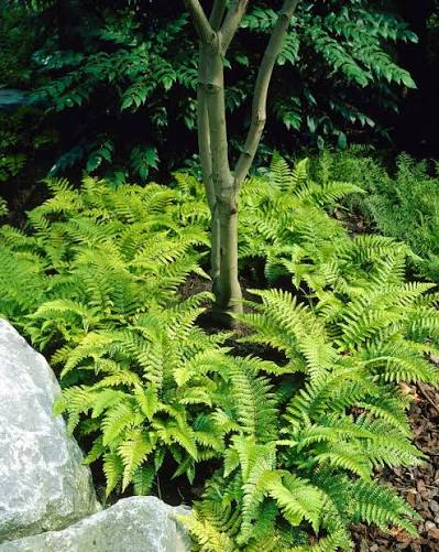 Polystichum polyblepharum 13cm
