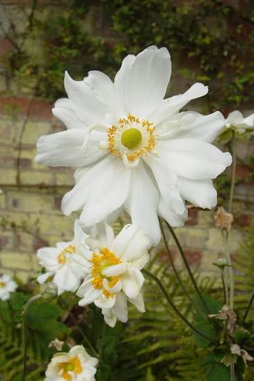Anemone hybrida Whirlwind 2l