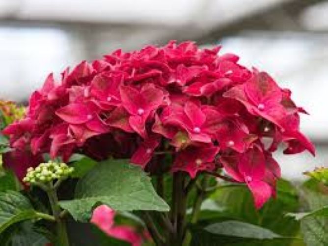 Hydrangea macrophylla 'Royalty Collection' Fire Wings 3.5ltr