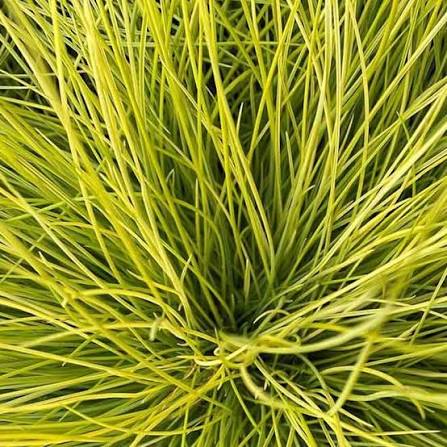 Festuca glauca AmiGold 2ltr