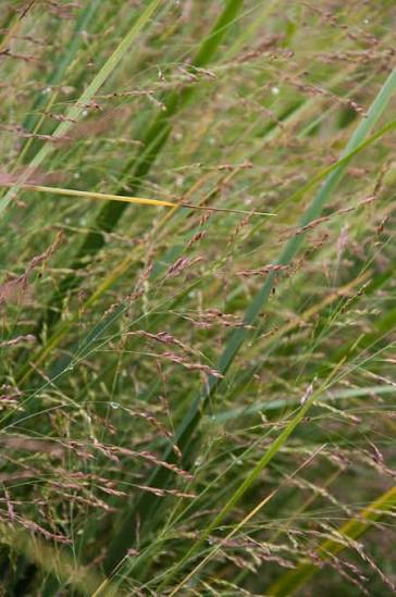 Panicum virgatum 'North Wind' 2L