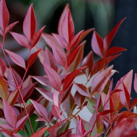 Nandina domestica 'Obsessed' 17cm