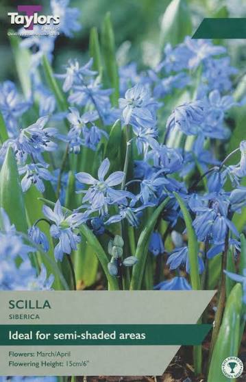 Scilla siberica 20 bulbs