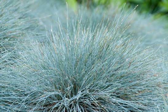 Festuca 'Elijah Blue' 2Ltr