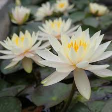Water Lily Nymphaea Inner Light 3L