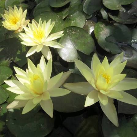 Water Lily Nymphaea odorata Sulphurea 3L