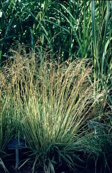 Molinia caerulea 'Variegata' 2Ltr