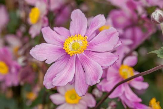 Anemone x hybrida 'Serenade' 3ltr