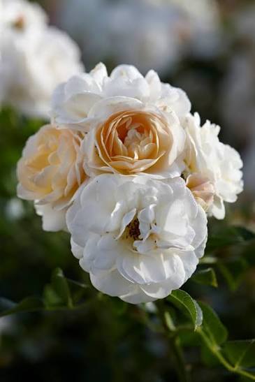 Rosa Sirius 5ltr potted rose with clustered blooms and glossy green foliage at Pengelly Garden Centre Cornwall