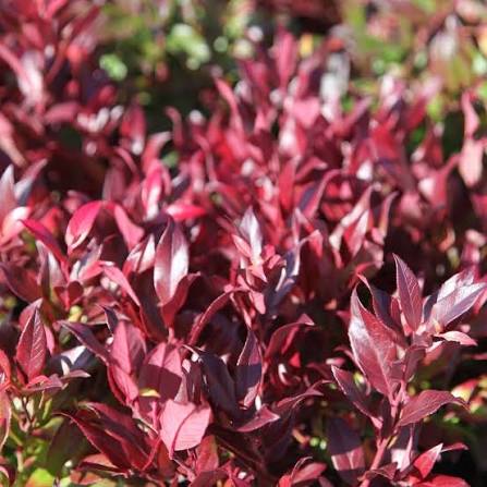 Leucothoe 'Zeblid' 17cm