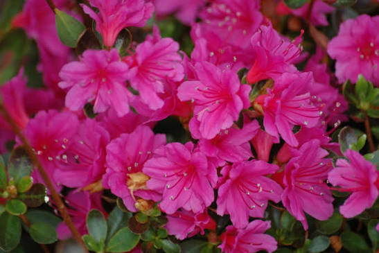 Azalea japonica 'Amoena' 10ltr pot