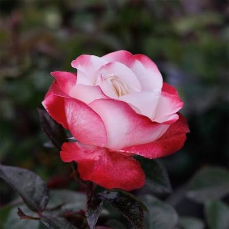 Rosa Nostalgia 5ltr compact bush with glossy leaves and pale pink-apricot blooms, Pengelly Garden Centre Cornwall