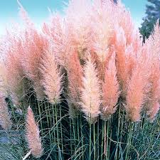 Cortaderia selloana 'Rosea' 2ltr