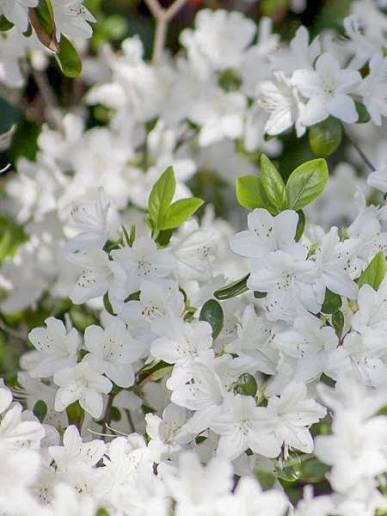 Azalea japonica 'Luzi' 10ltr pot
