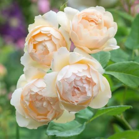 David Austin Wollerton Old Hall English Climber 6L apricot rosette blooms glossy foliage Pengelly Garden Centre Cornwall