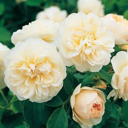 David Austin Rose Lichfield Angel apricot-pink cupped English shrub rose in bloom at Pengelly Garden Centre Cornwall