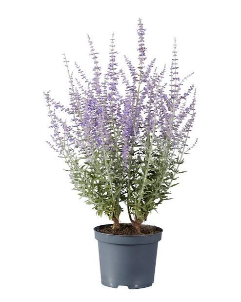 Perovskia 'Prime Time' 3ltr