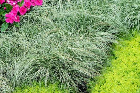 Carex Amazon Mist 3ltr