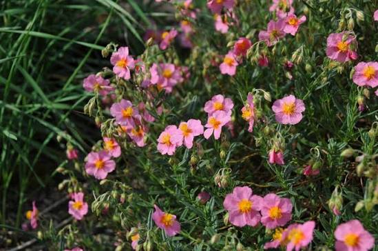 Helianthemum Lawrensons Pink 1.5ltr