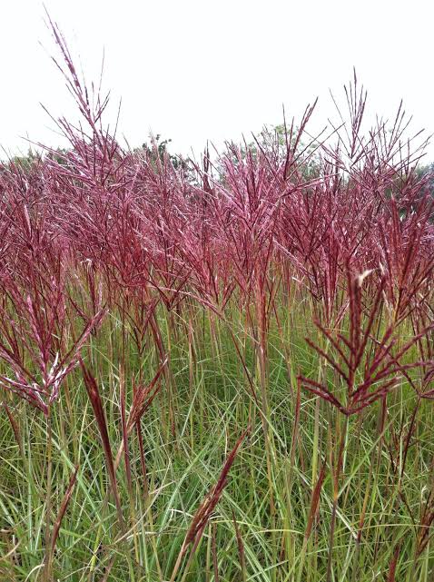 Miscanthus sinensis 'Red Chief' 2Ltr