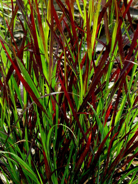 Panicum virgatum 'Sangria' 2ltr