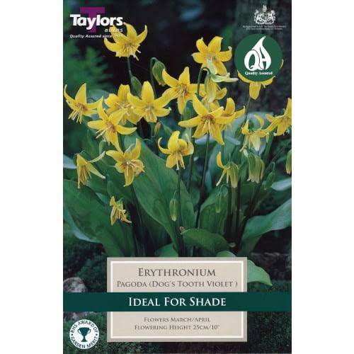 Erythronium 'Pagoda' 2 Bulbs