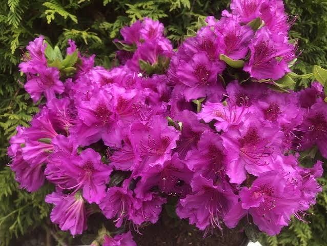 Azalea japonica ' Konigstein' 2ltr pot