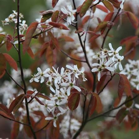 Amelanchier lamarckii 10ltr pot