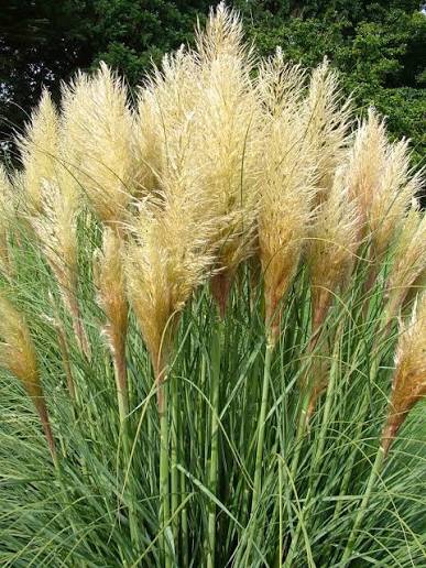Cortaderia selloana 'Pumila' 2ltr