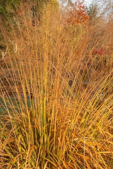 Molinia caerulea subsp. arundinacea 'Transparent 2Ltr