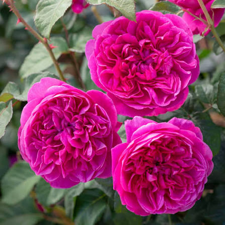 David Austin Rose James L Austin apricot ruffled blooms with glossy foliage at Pengelly Garden Centre Cornwall