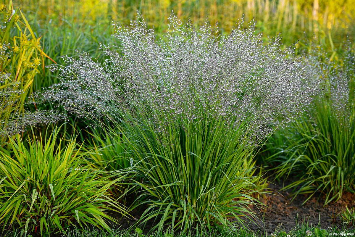 Molinia caerulea 'Banshee' 2Ltr